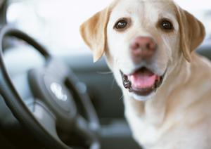 車検を考えるなら色々なサービスを比較